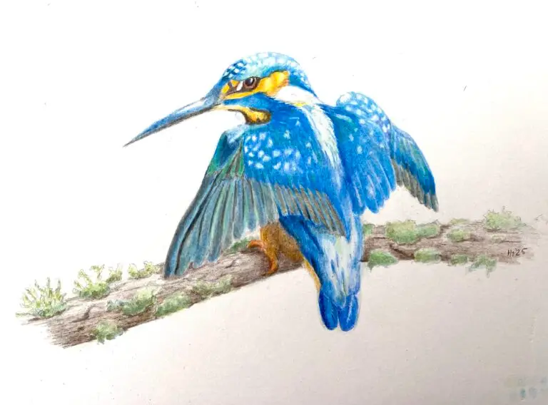 Kingfisher Colored pencils